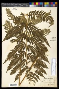 Dryopteris goldieana image