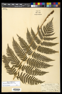 Dryopteris goldieana image