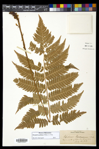 Dryopteris goldieana image