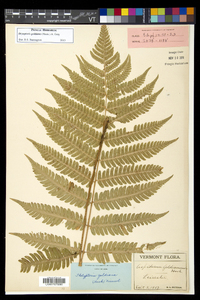 Dryopteris goldieana image