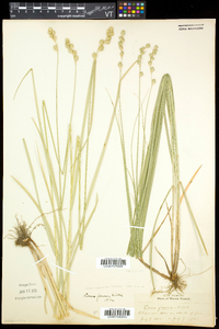 Carex argyrantha image