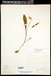 Erythronium americanum subsp. americanum image