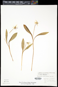 Erythronium americanum subsp. americanum image