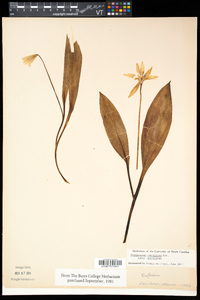 Erythronium americanum subsp. americanum image