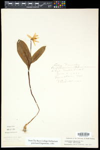 Erythronium americanum subsp. americanum image