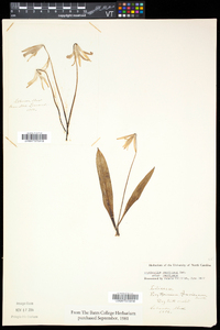 Erythronium americanum subsp. americanum image