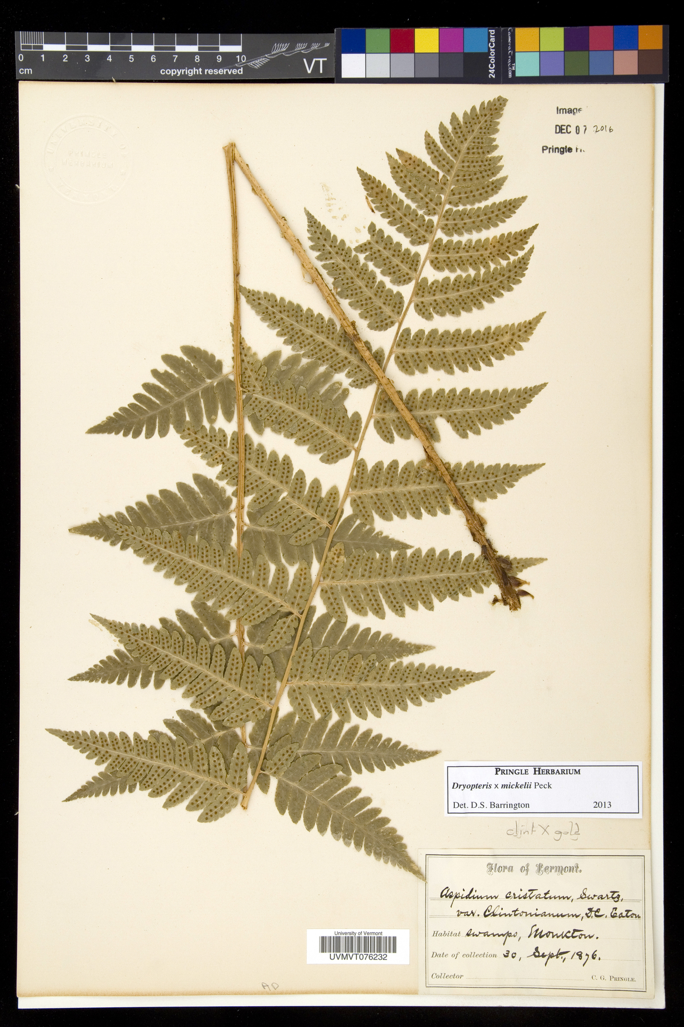 Dryopteris x mickelii image
