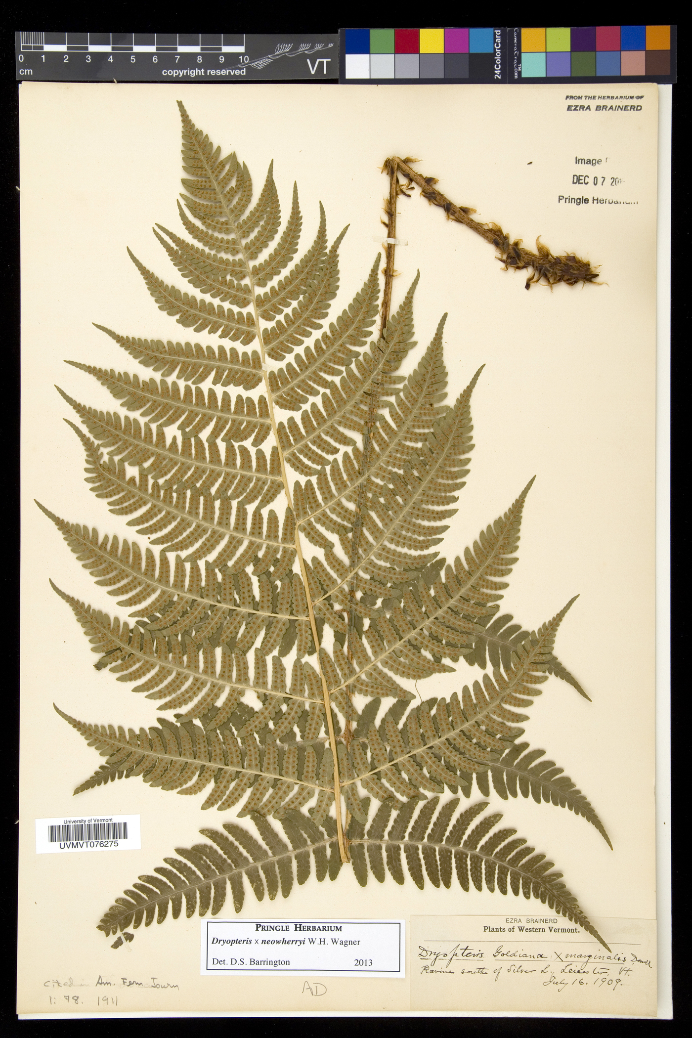 Dryopteris × neowherryi image