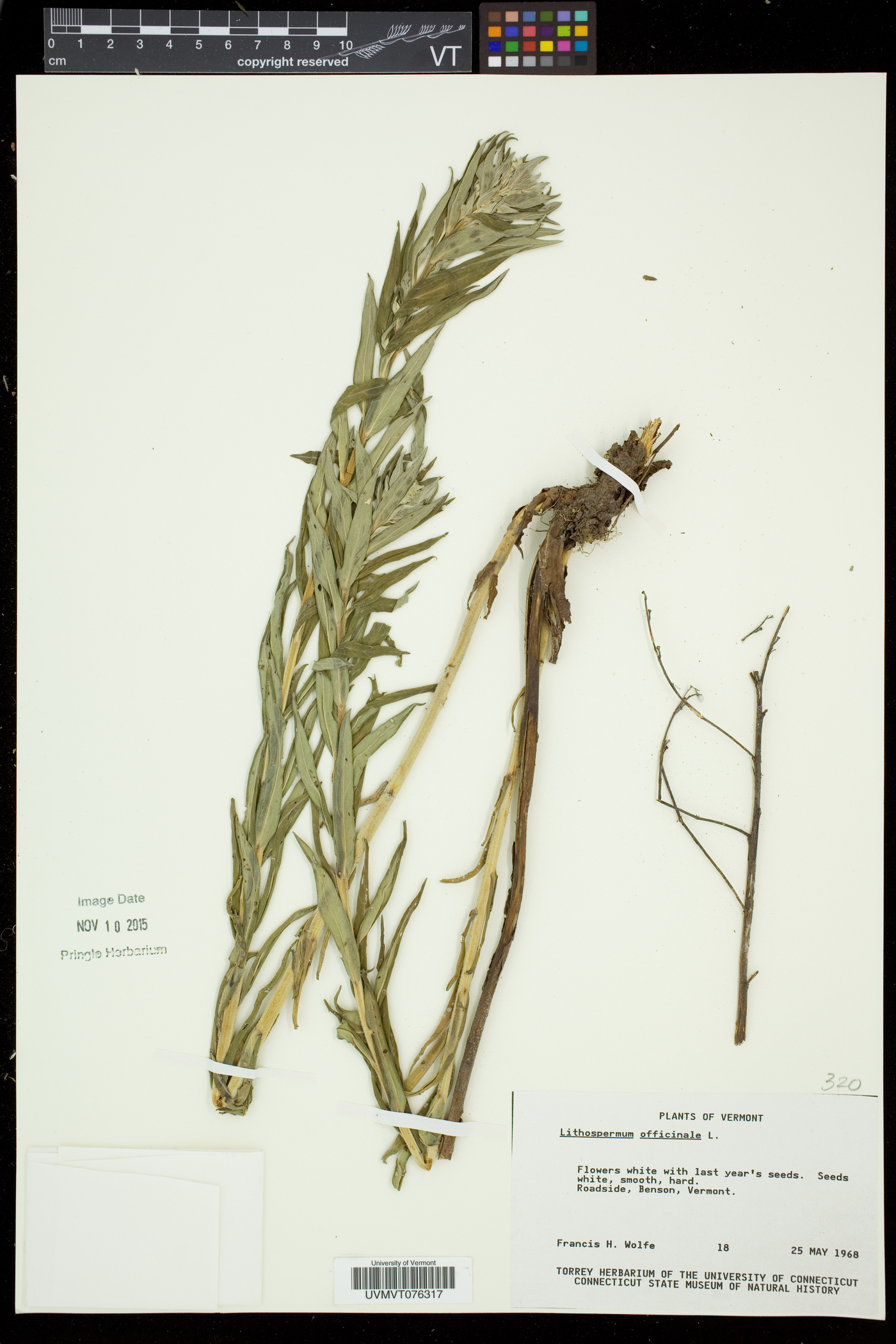 Lithospermum officinale image