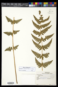 Dryopteris slossoniae image