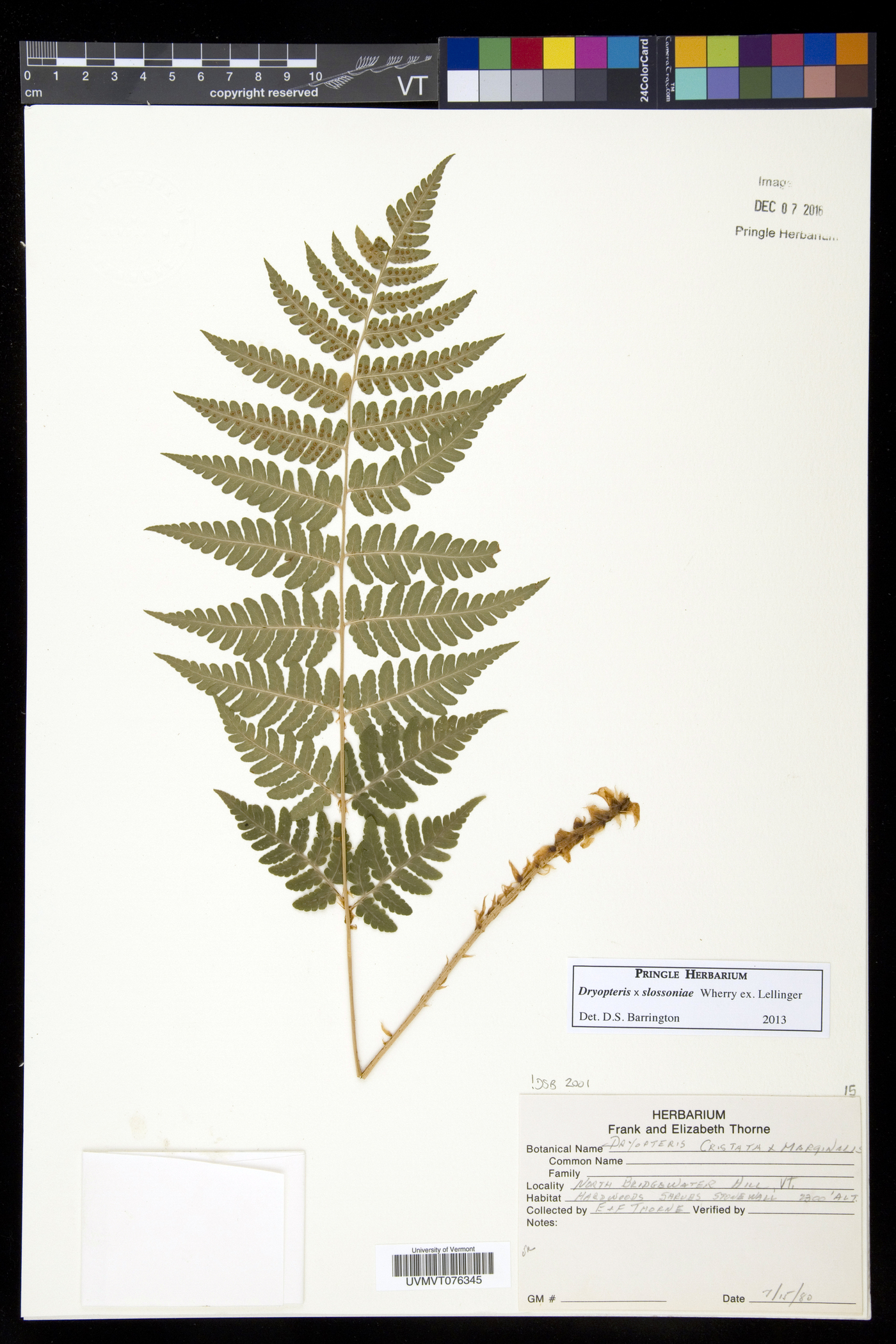 Dryopteris slossoniae image