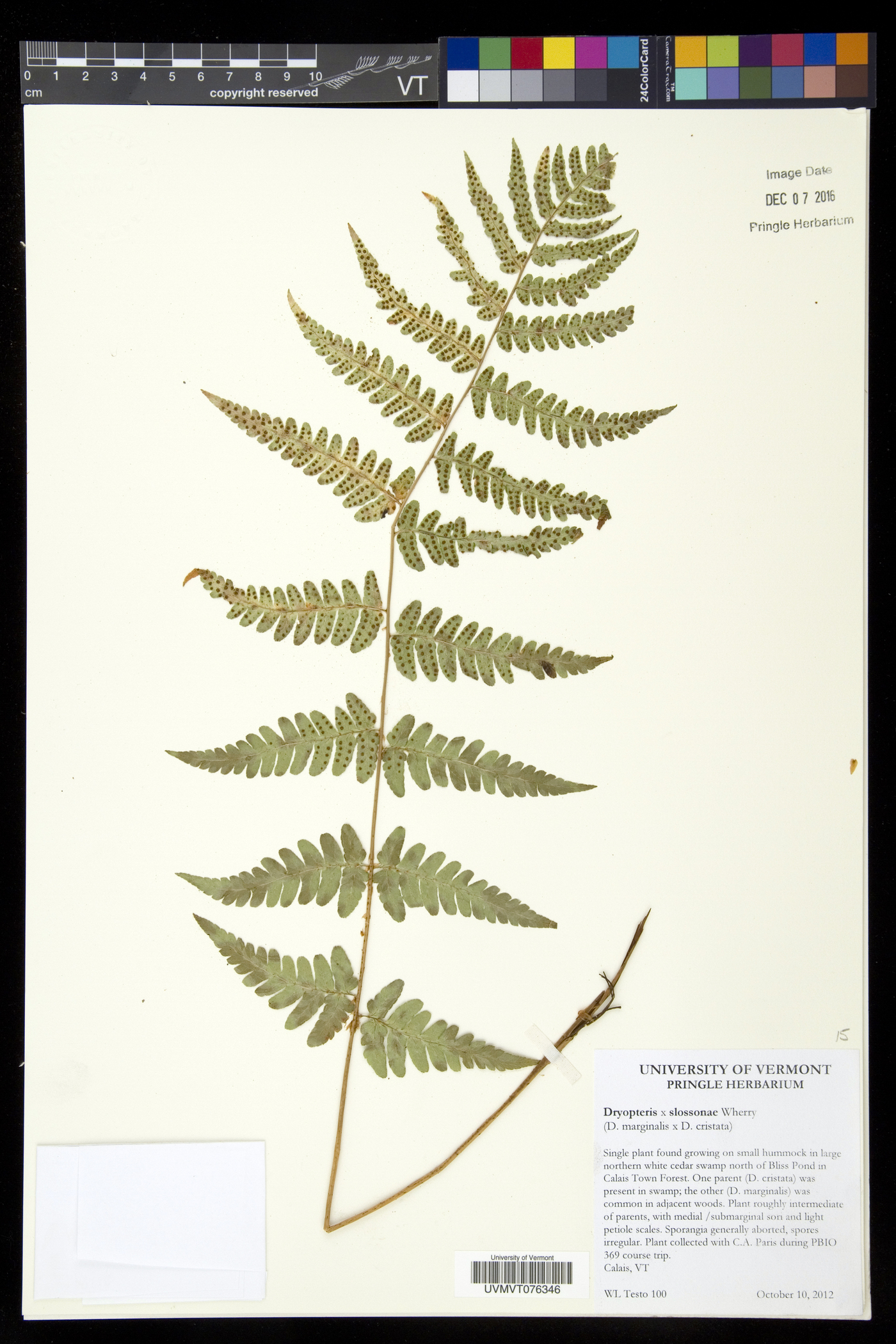 Dryopteris slossoniae image