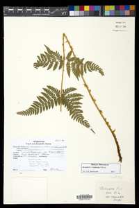 Dryopteris × triploidea image