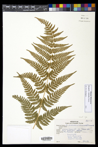 Dryopteris × triploidea image