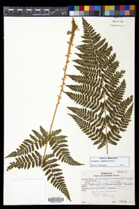 Dryopteris × triploidea image