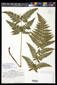 Dryopteris × triploidea image