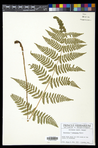 Dryopteris × triploidea image