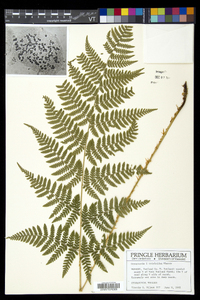 Dryopteris × triploidea image