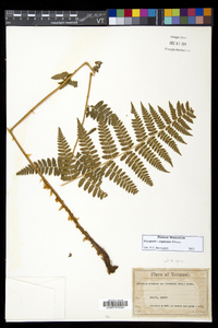 Dryopteris × triploidea image