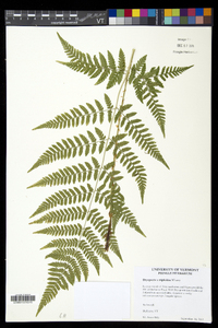 Dryopteris × triploidea image