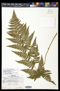 Dryopteris × triploidea image