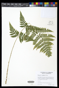 Dryopteris × triploidea image