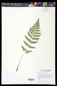 Dryopteris × triploidea image