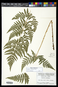 Dryopteris × triploidea image