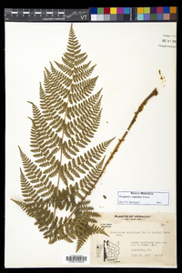 Dryopteris × triploidea image