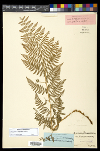 Dryopteris × triploidea image