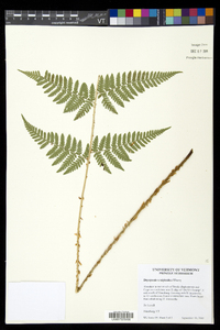 Dryopteris × triploidea image