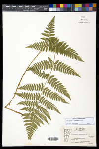 Dryopteris × triploidea image