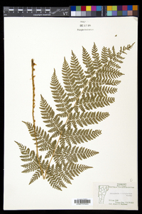 Dryopteris × triploidea image