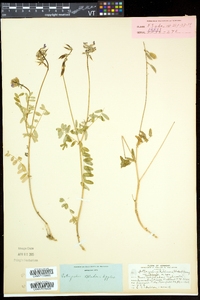 Astragalus robbinsii image