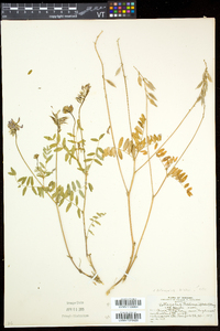 Astragalus robbinsii image