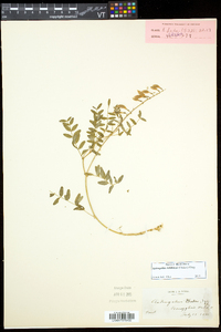 Astragalus robbinsii image