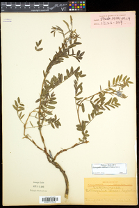 Astragalus robbinsii image