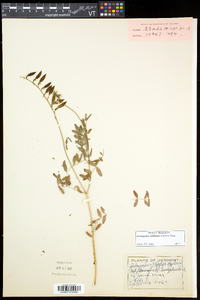 Astragalus robbinsii image