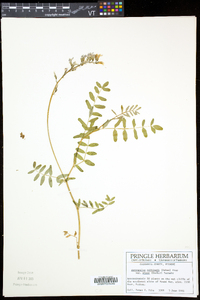 Astragalus robbinsii image