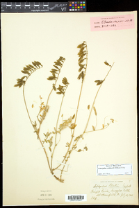 Astragalus robbinsii image