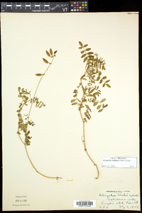 Astragalus robbinsii image