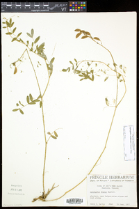 Astragalus robbinsii image