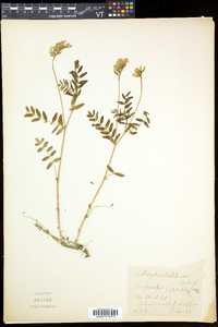 Astragalus robbinsii image