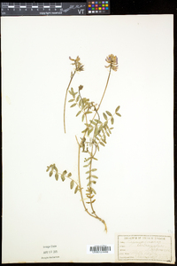 Astragalus robbinsii image