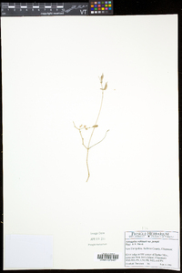 Astragalus robbinsii image