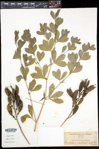 Baptisia australis image