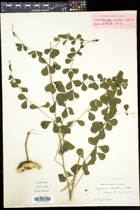 Baptisia tinctoria image