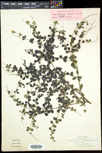 Baptisia tinctoria image