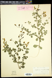 Baptisia tinctoria image