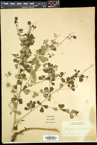 Baptisia tinctoria image